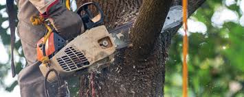 Best Tree Trimming and Pruning  in West Babylon, NY