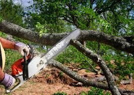 How Our Tree Care Process Works  in  West Babylon, NY