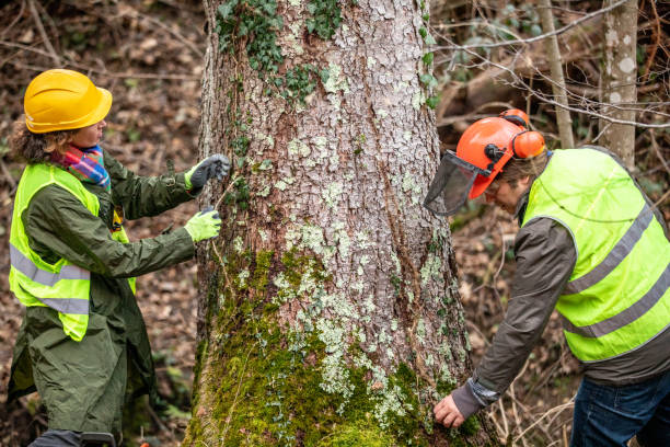 Best Tree Preservation Services  in West Babylon, NY