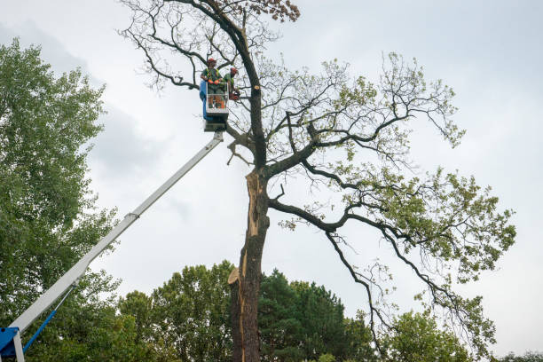 Leaf Removal in West Babylon, NY