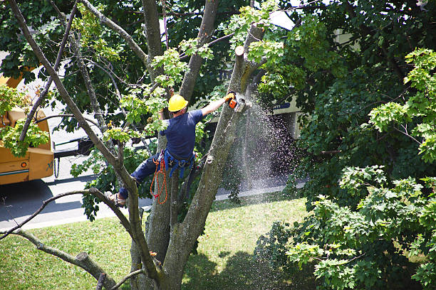 Best Grass Overseeding  in West Babylon, NY